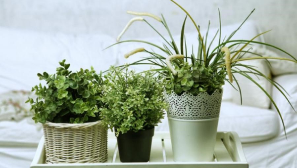 10 полезни растения, които ще направят въздуха чист и свеж